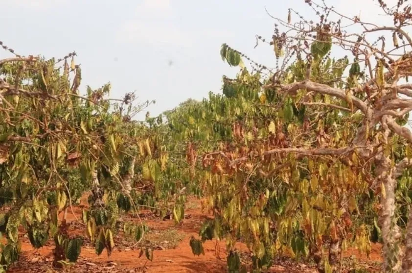 Vietnam's robusta coffee production plummets — how extreme weather and competition from pepper farming impact global supply?