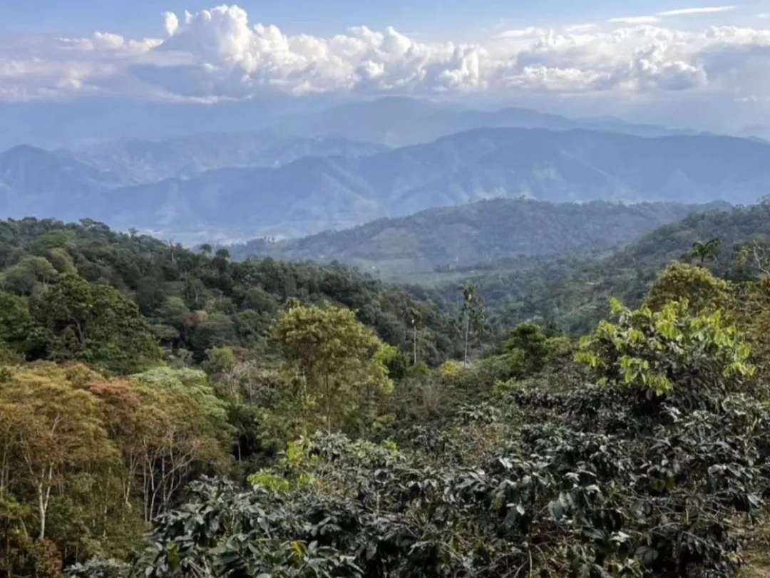Peru’s coffee production rebounds – Analysis of export growth forecasts and El Niño impacts for the 2024/25 season