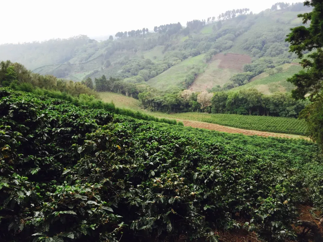 Costa Rica Tarrazú High-Altitude Coffee: The Secret Behind Finca Voo’s COE Competition Champion Beans