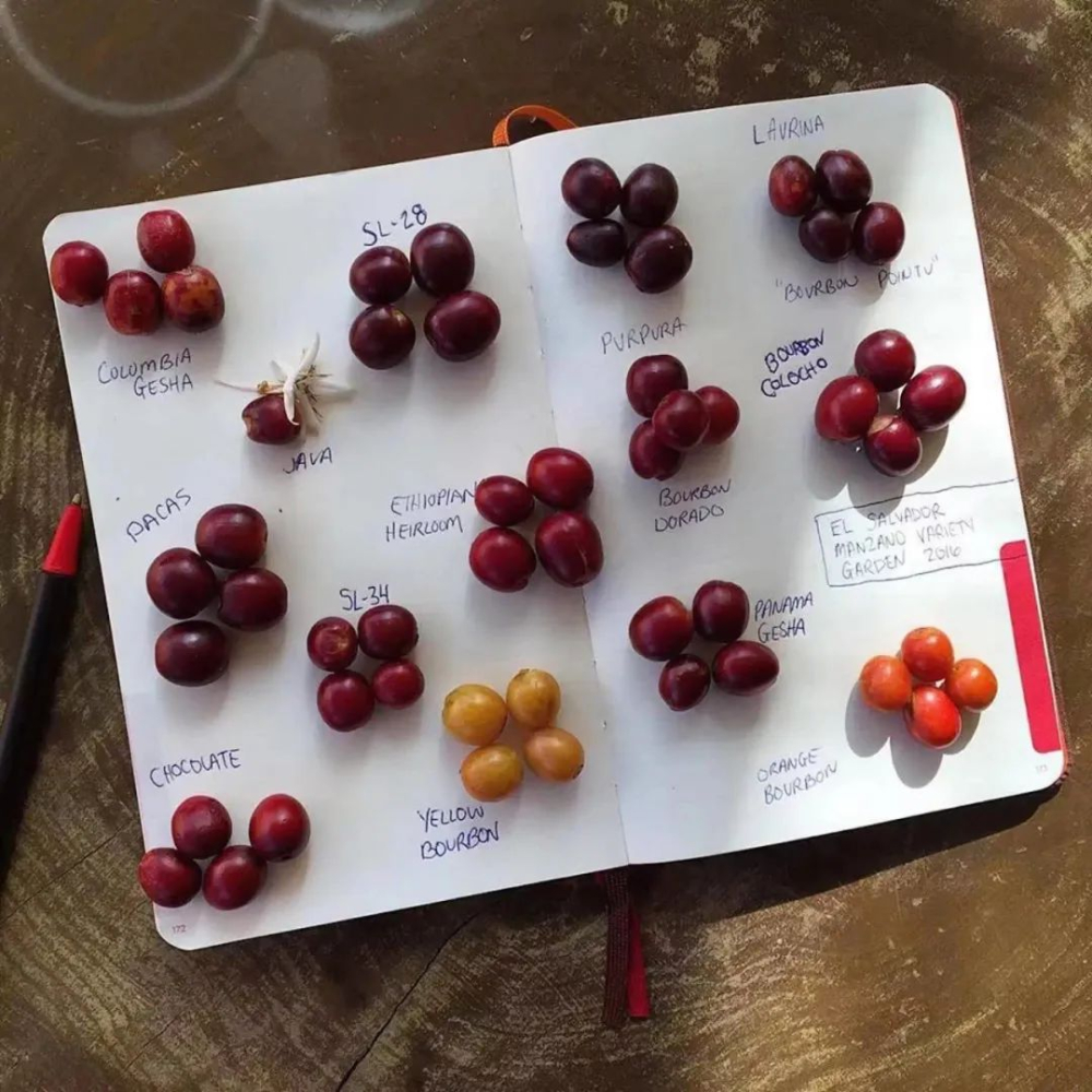 What’s the difference between Typica and Bourbon? Exploring the relationship between Panama Geisha and Hua Kui | A beginner’s guide to coffee varieties