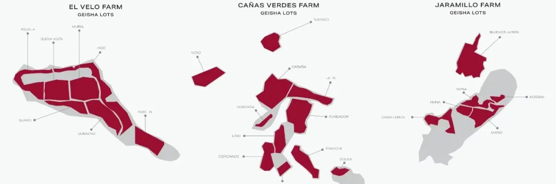 Analysis of Panama Geisha Beans from Finca El Bosque: What’s the Difference Between Red and Green Labels? A Complete Guide to BOP Champion Flavors