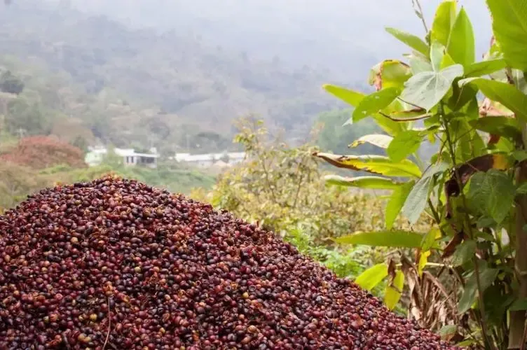 Mexican Oaxaca Geisha 91.13 Points Champion!The Road to Revival of Finca Las Nieves