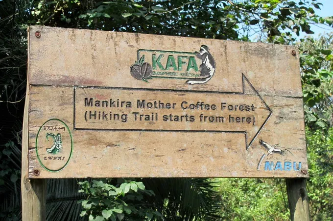 Ethiopia's Kafa Forest: The Birthplace of Wild Arabica and a Complete Flavor Analysis | Coffee Bean Recommendations