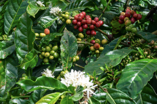 The Truth About 100% Arabica Coffee Beans | The Reason Chain Brands Emphasize It and the Key to Quality