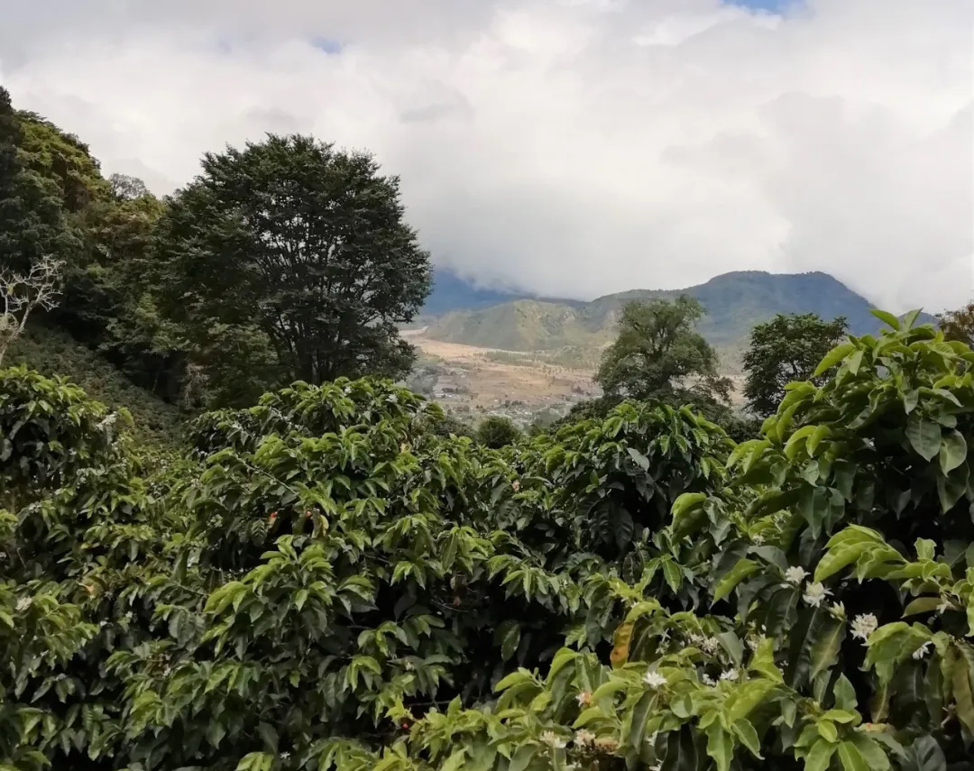 How to brew the Panamanian Camen Estate Geisha? Pour over parameters and flavor profile of the 96.5-point washed beans