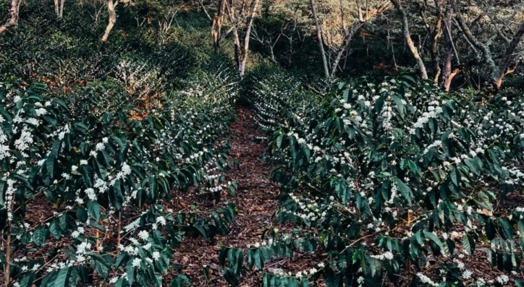 An In-Depth Exploration of Peru's Cajamarca Coffee Region: Smallholder Specialties and COE Champion Flavors in Practice