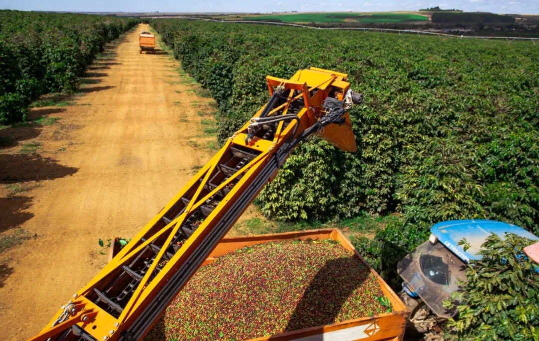 Brazil's coffee production unexpectedly declines！Robusta futures prices surge to the $4,000 mark