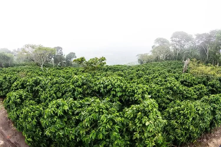 El Salvador - Apaneca-Ilamatepec Region: A Comprehensive Guide to Volcanic Flavors and Specialty Coffee Farms