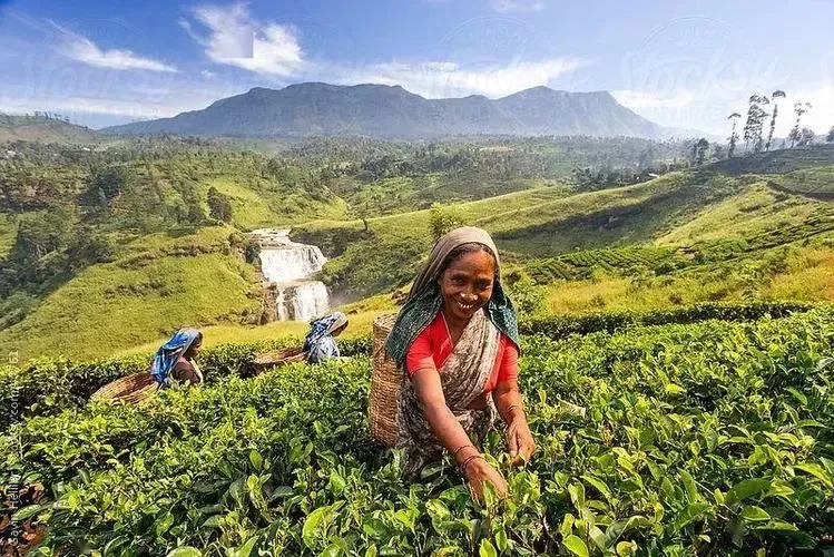 Complete Guide to Sulawesi Coffee Region: Flavors and Cultivation Secrets of Toraja Beans