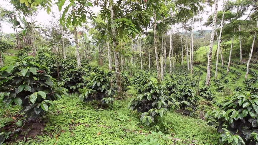 Ecuador’s Loja Province - Finca Molino: The Champion Cultivation Method of Geisha Coffee