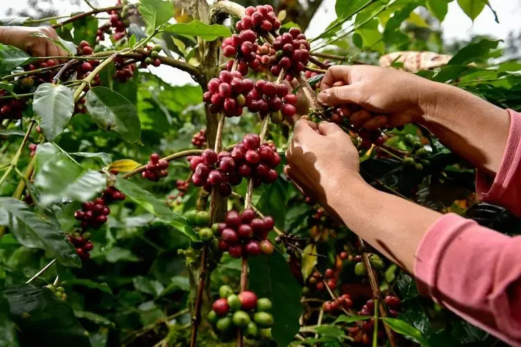 A Complete Guide to Indonesian Java Coffee: Regional Distribution, Historical Origins, and Flavor Profiles