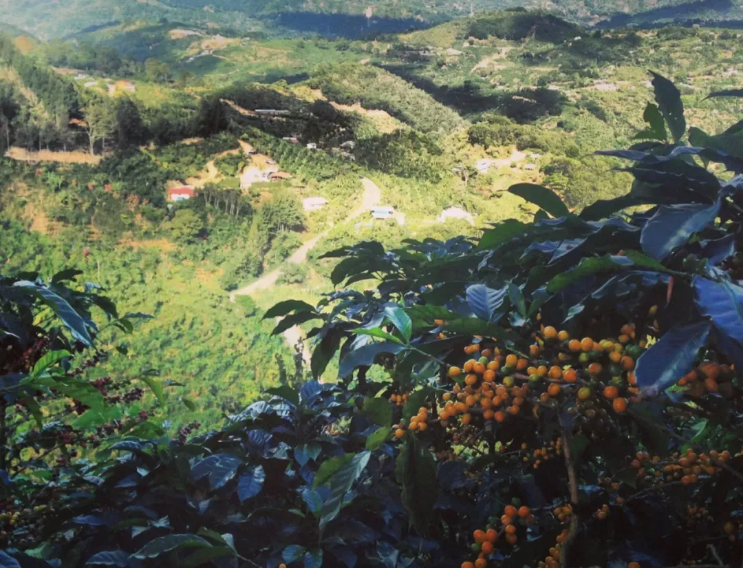 The Western Valley Coffee Region of Costa Rica: A Flavor Exploration from History to COE Champion Estates