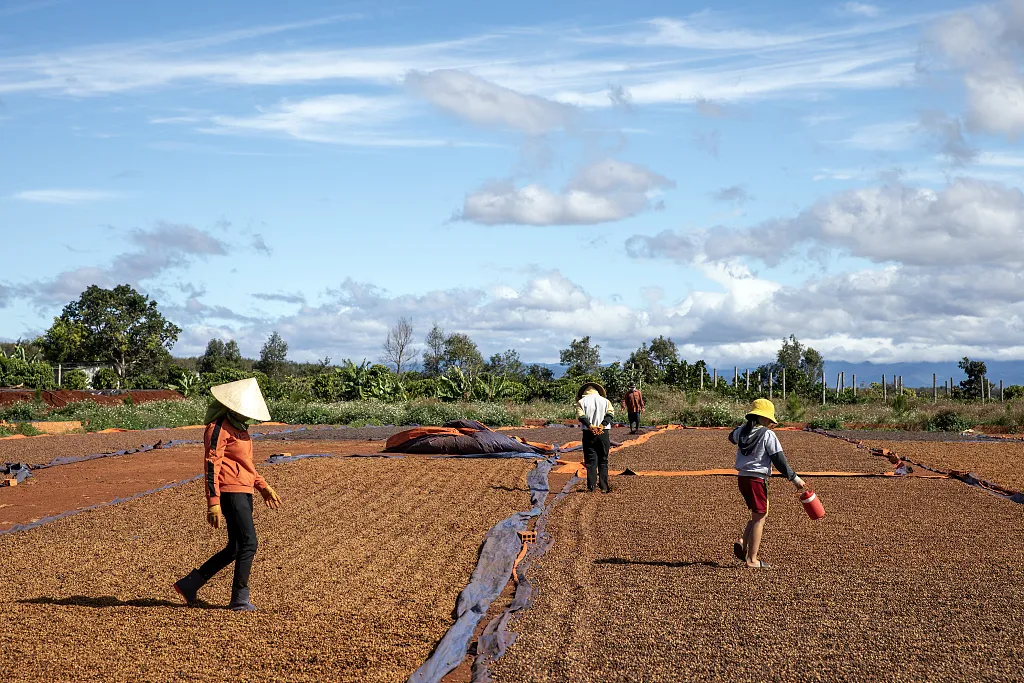 Global extreme heat impacts coffee-growing regions: Which countries are seeing reduced yields? Yet Colombia bucks the trend with increased production!