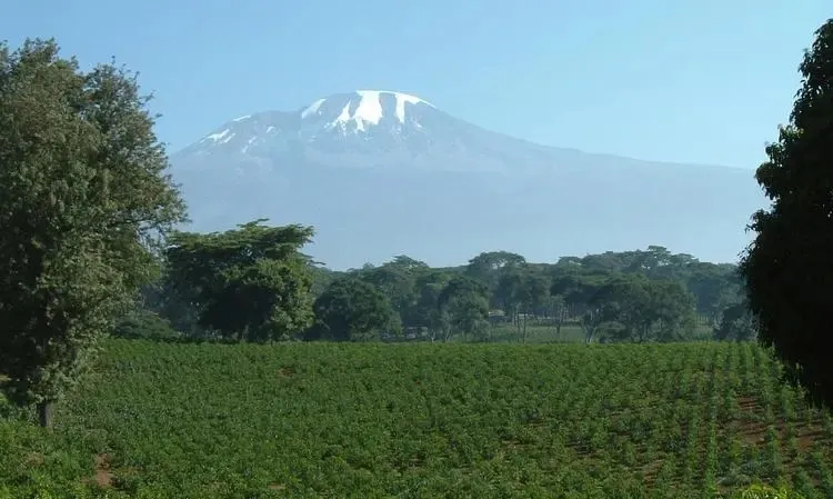A Comprehensive Guide to Tanzanian Kigoma Region Coffee: East African Flavors and an Emerging Star