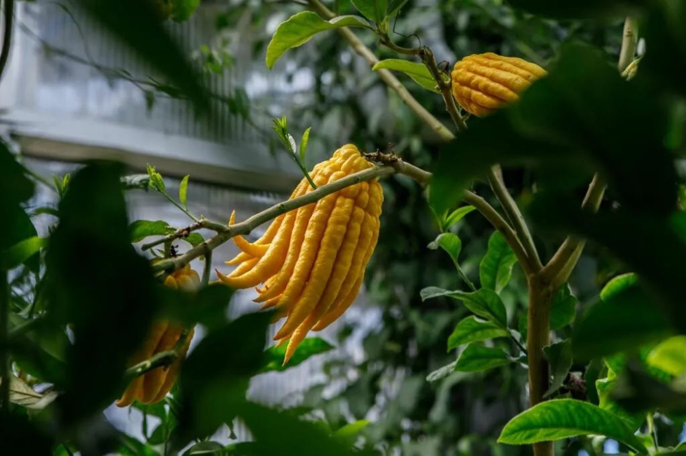 What is bergamot flavor in coffee? Bergamot vs. bitter orange: A flavor guide and pour over experience
