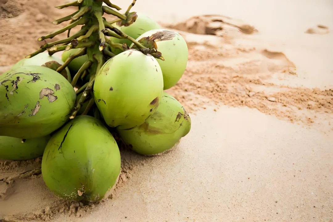 Complete Guide to Summer Coconut-Flavored Coffee Drinks: Flavor Differences from Young Coconut to Thick Coconut Milk & DIY Methods