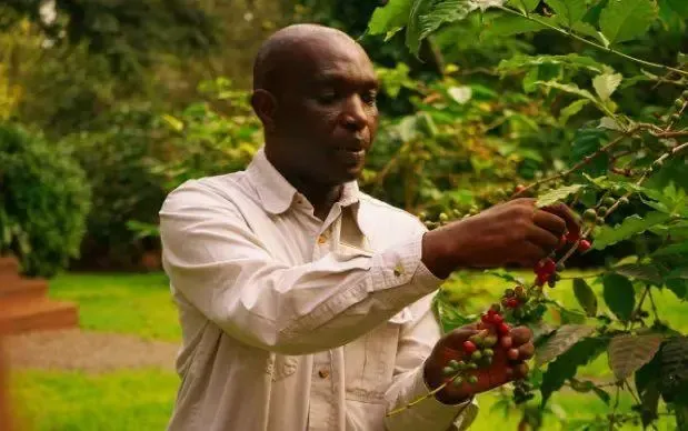 A Comprehensive Guide to Tanzanian Kigoma Region Coffee: East African Flavors and an Emerging Star