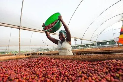 Unveiling the Flavors of Uganda Bugisu Coffee: Premium Arabica from the Foot of Mount Elgon