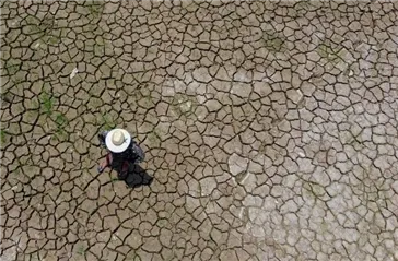 Brazil’s Thousand Cities Hit by Severe Drought: Analysis of Accelerated Harvesting in Major Coffee-Growing Regions and Shrinking Supply