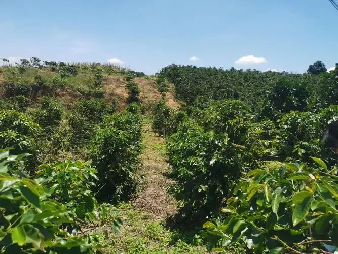 Behind Vietnam's Sharp Coffee Production Decline: Drought, Durian Land Competition Drive Prices to Record Highs