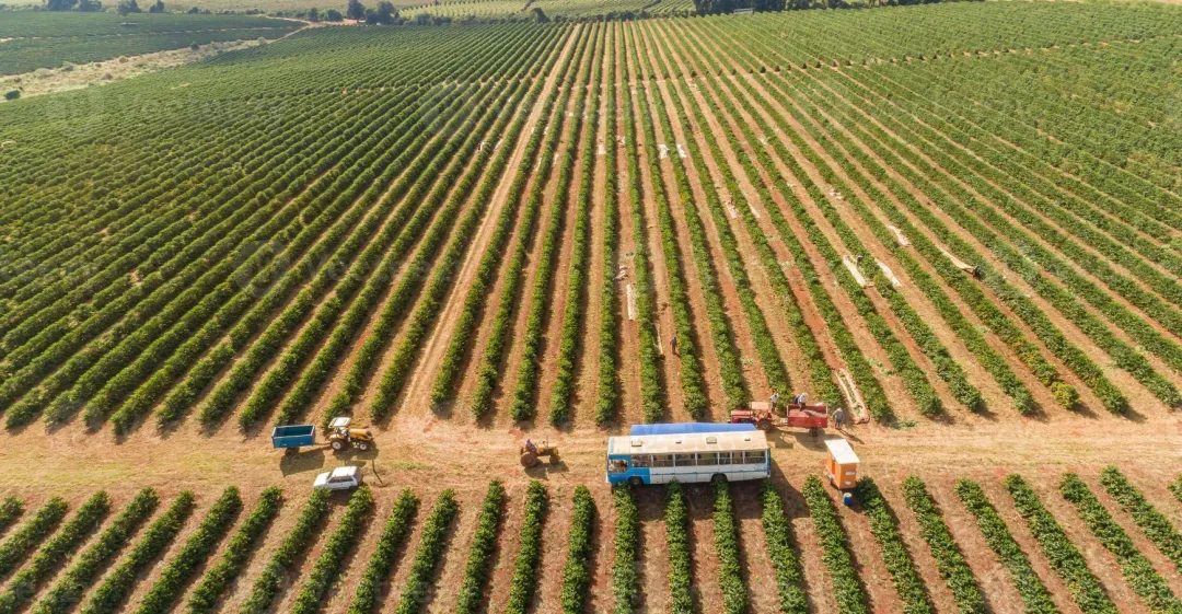 Drought intensifies in Brazil's major coffee-growing regions, 2024 harvest shrinks — what’s next for global prices?