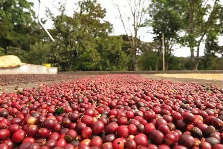 Ethiopia's birr depreciates sharply—how are coffee exporters responding to the new exchange rate challenges?