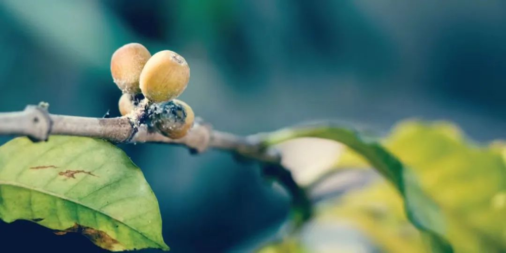 Decoding Coffee Bean Code: How 74110, SL34, F1, and H1 Influence Flavor and Disease Resistance