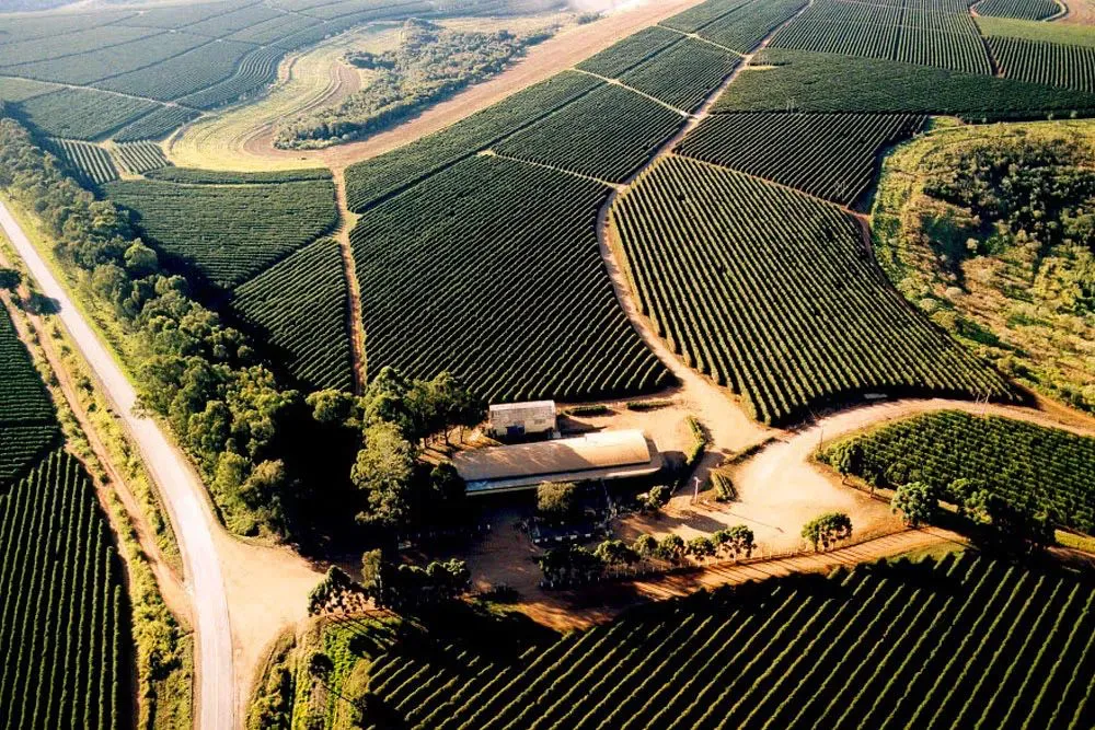 Analysis of the Terroir of Minas Gerais Coffee in Brazil: How the Top Producer Balances Yield with Flavor? Recommended Estates and Regions
