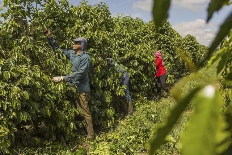 Espírito Santo, Brazil: Exploring the Highlands and Coastline Where Robusta and Specialty Arabica Thrive