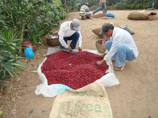 In-depth Analysis of Honduras Gongma Agua Coffee Region: Flavor Characteristics and COE Competition Performance
