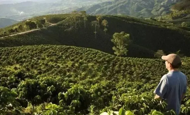 Analysis of Costa Rica Brunca Region Geisha Beans: Microclimate and High Altitude Nurture Competition-Grade Specialty Coffee