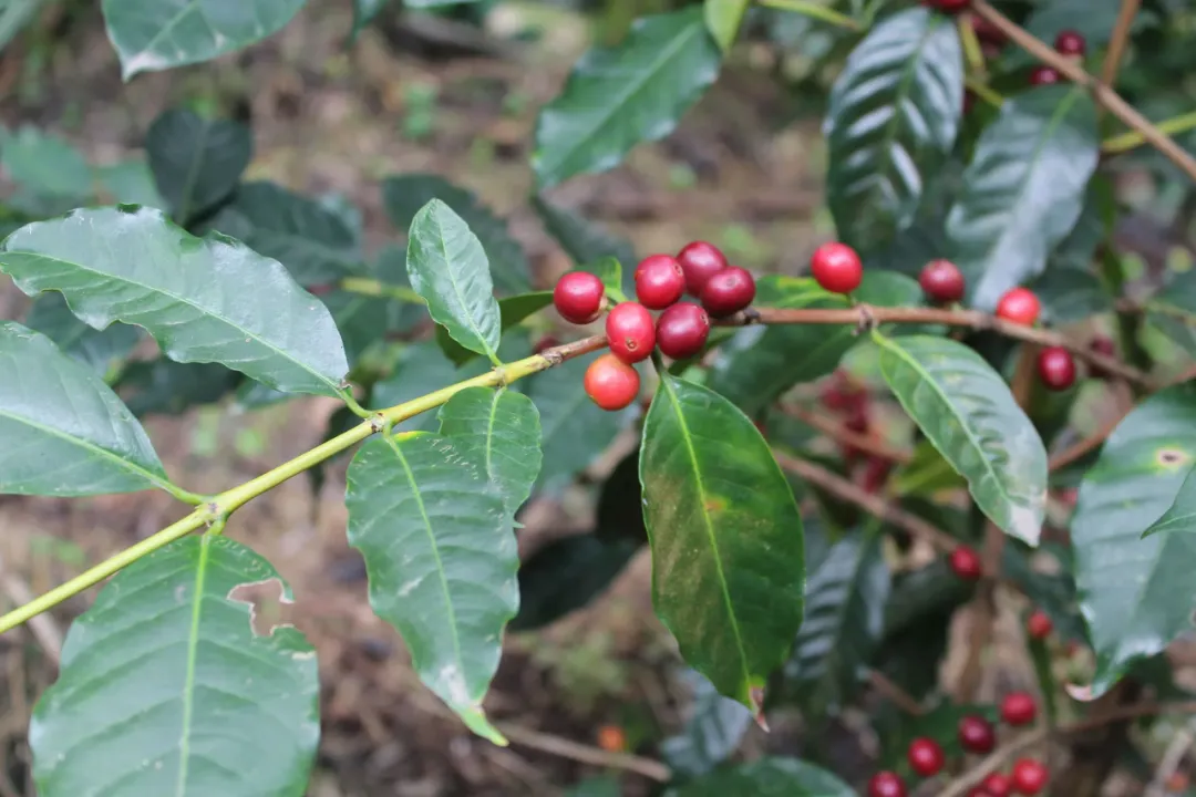Papua New Guinea Chimagel Estate: Exploring the Terroir Mystique of Oceania’s Little Blue Mountain-Level Coffee Beans