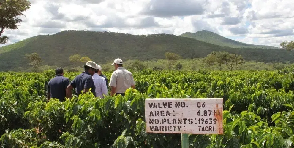 Unveiling Tanzania’s Mbeya Region: How High Altitude and Cooperatives Nurture Specialty Coffee