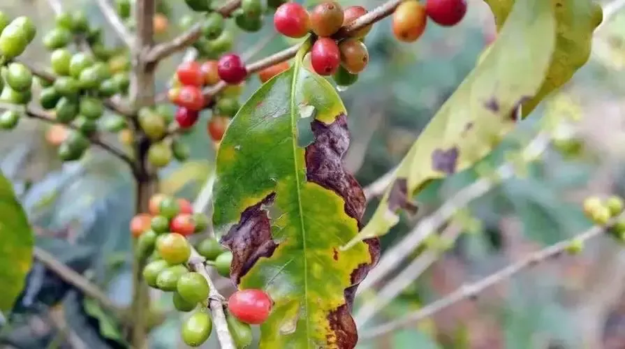 A Complete Guide to Costa Rica's Coffee Regions: From Grading System to Tarrazú Flavor Profile
