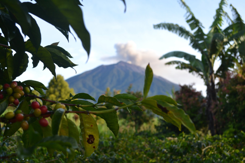 A Comprehensive Guide to the Coffee Belt: Yunnan Region's Advantages and Comparison with Major Global Growing Areas