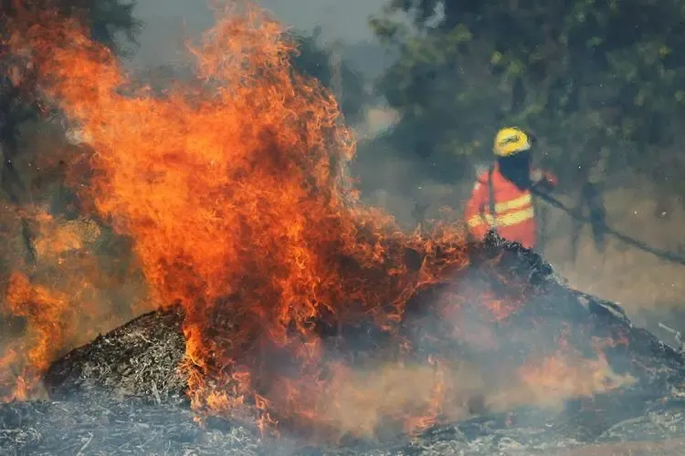 Wildfire in Brazil’s Minas Gerais National Park Threatens 2024/25 Coffee Harvest: Current Situation and Risk Analysis