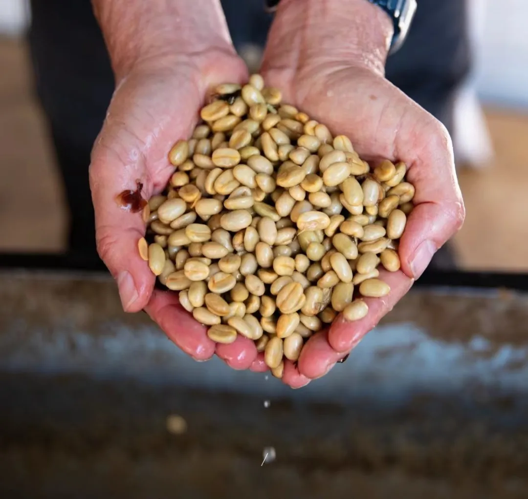 Decoding the Flavors of Panama Elida Geisha: The Lamastus Family’s Century-Old Cultivation and Natural Processing Mastery