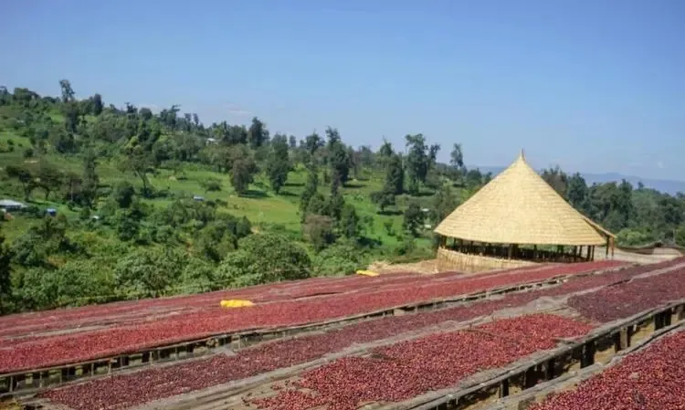 Flavor Analysis of Coffee Beans from Burundi, Cameroon, and the Democratic Republic of the Congo | A Comprehensive Guide to Planting History and Unique Varieties