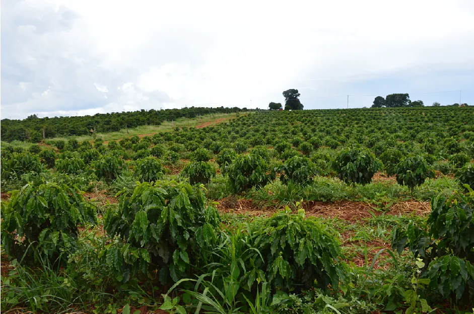 A Complete Map of Brazil's Specialty Coffee Regions: From Cerrado to Mogiana – Origins and Renowned Estates