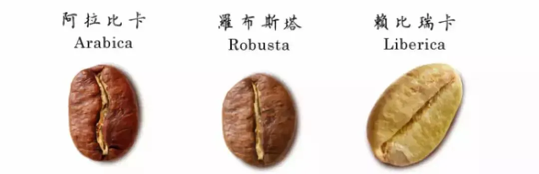 Analysis of the Three Classic Arabica Varieties: The Flavors and History of Typica, Bourbon, and Geisha
