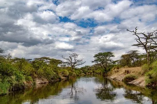 Tanzania Kilimanjaro & Arusha Coffee Regions: A High-Altitude Flavor Guide