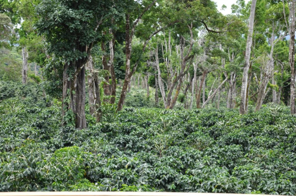 In-depth Analysis of Emerald Estate Diamond Mountain Beans | A Guide to Purchasing High-Altitude Pour Over Beans from Panama