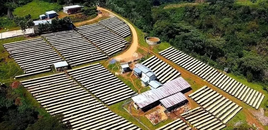Complete Guide to Yirgacheffe Coffee: Region Background, Washed Process & Flavor Profile