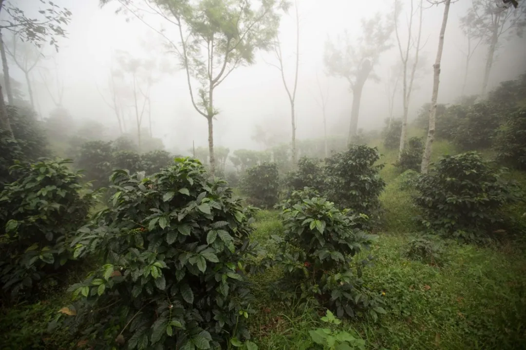 Complete Guide to Guatemala Coffee Regions: Grading Standards and Huehuetenango Flavor Profile