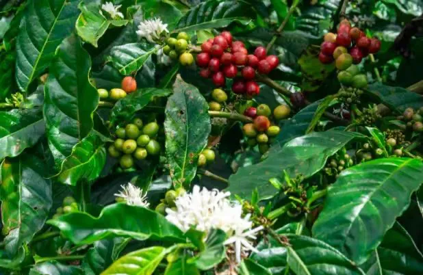 In-depth Analysis of Jamaican Blue Mountain Coffee: A Comprehensive Guide from Terroir Origins to Flavor Grades