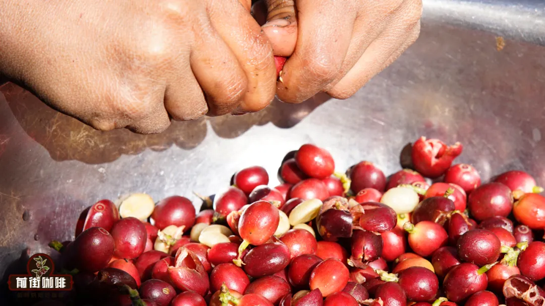 How to Brew Coffee Cherry Tea (Cascara): A Complete Guide from Production to Flavor, Strength, and Brewing Techniques