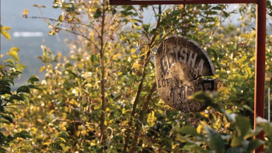 How to Brew Panama BOP Champion Geisha? A Breakdown of the Five Key Flavors of Elida Estate & Secrets of Its Plots