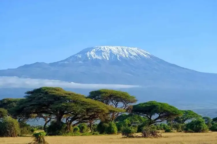 Two African Coffee Stars: An In-depth Analysis of Flavors and Industries in Tanzania and Rwanda