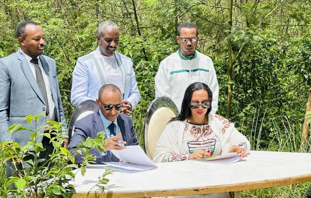 Ethiopia's coffee exports hit $1.4 billion – how has the currency crash impacted the industry and livelihoods?