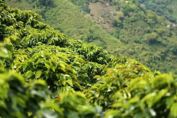 A Comprehensive Guide to Colombia's Coffee Regions: The Influence of Huila Terroir and the Excelso Grading on Flavor